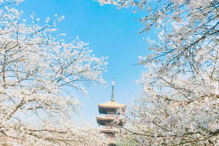武汉樱花开了：悲伤是短暂的，美好总会如期而至