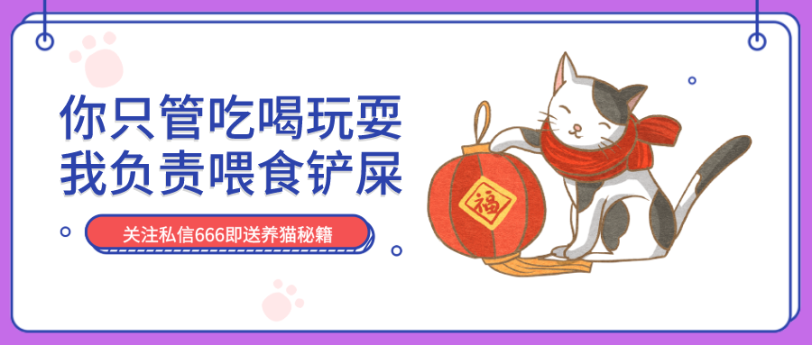 最适合新手饲养的三大易养猫咪品种推荐