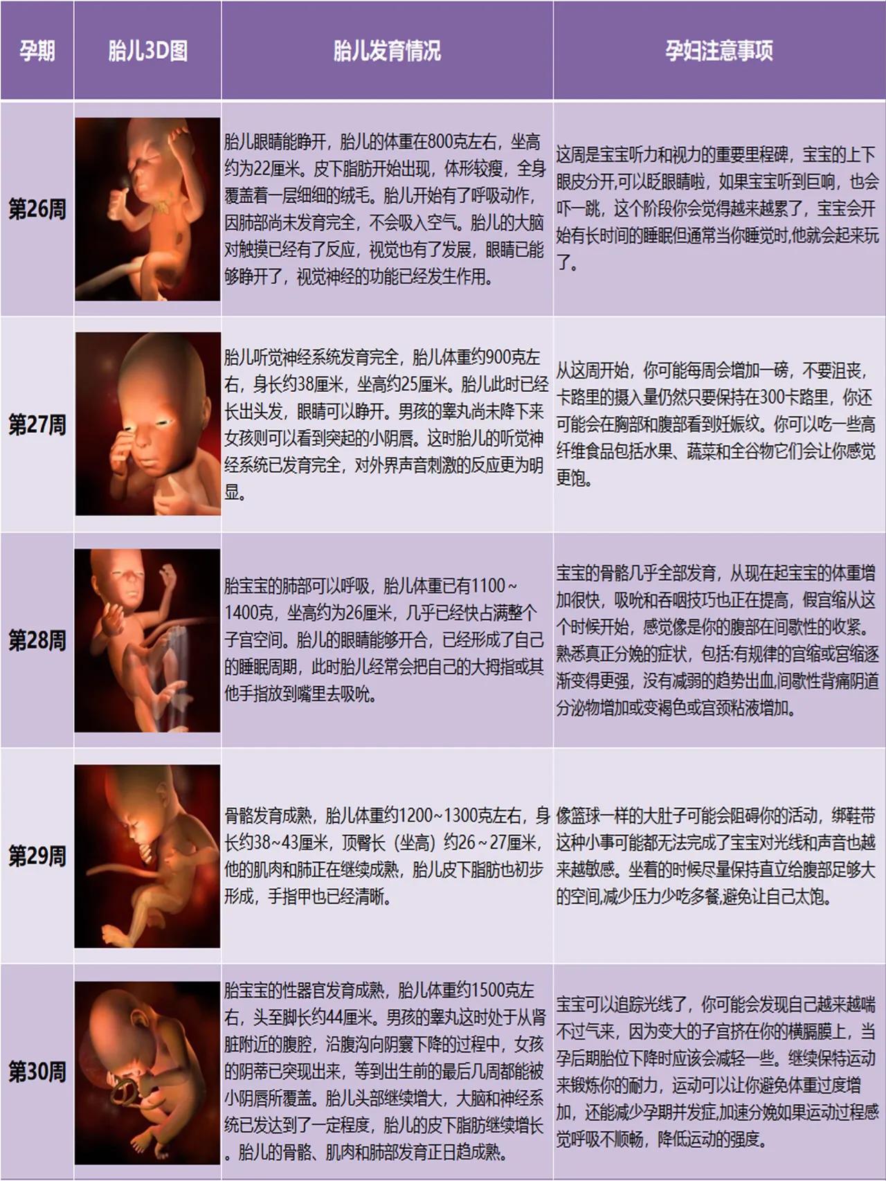 怀孕各阶段胎儿发育1-40周的3D变化图