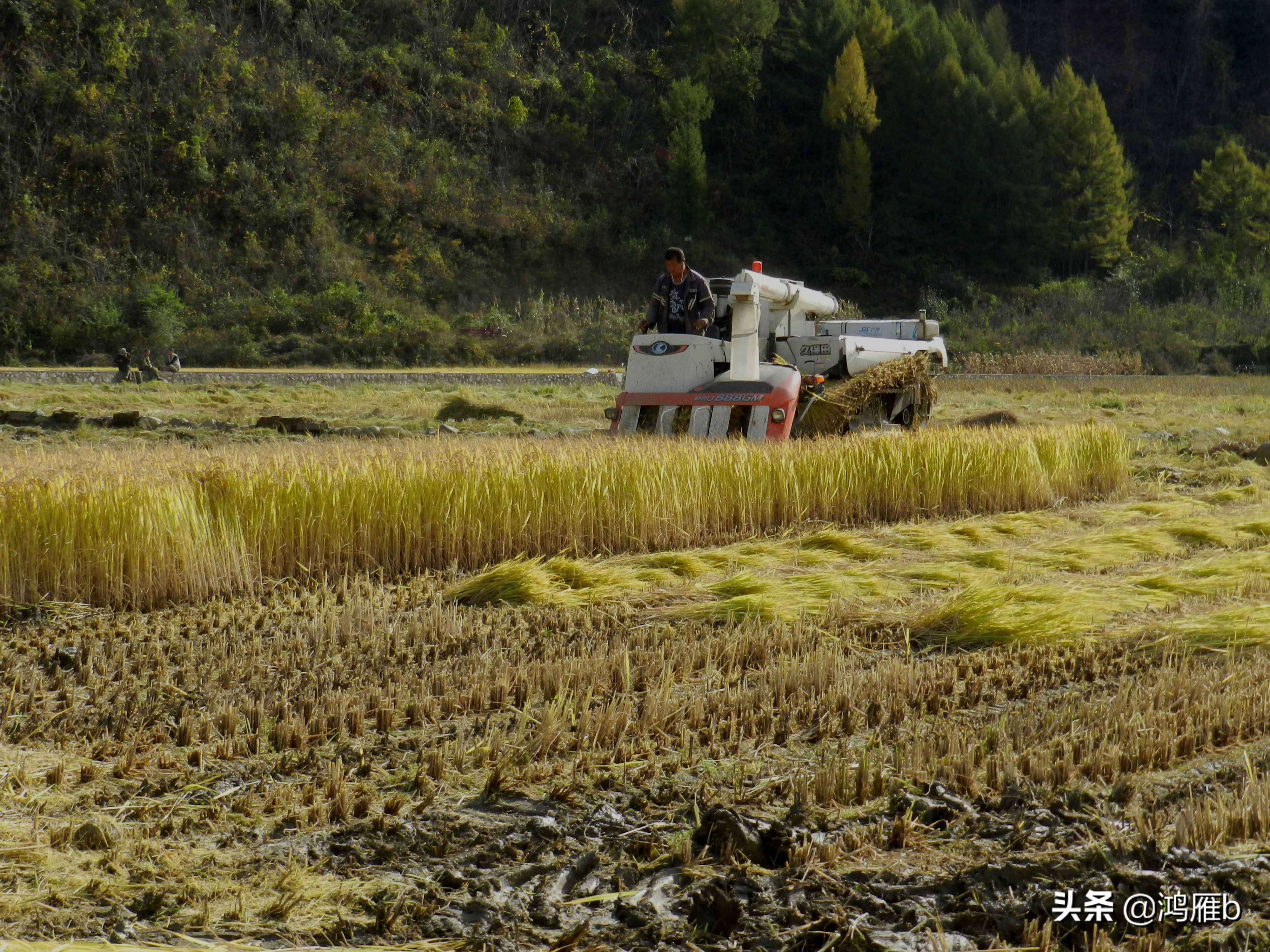 实拍水稻收割机收割水稻