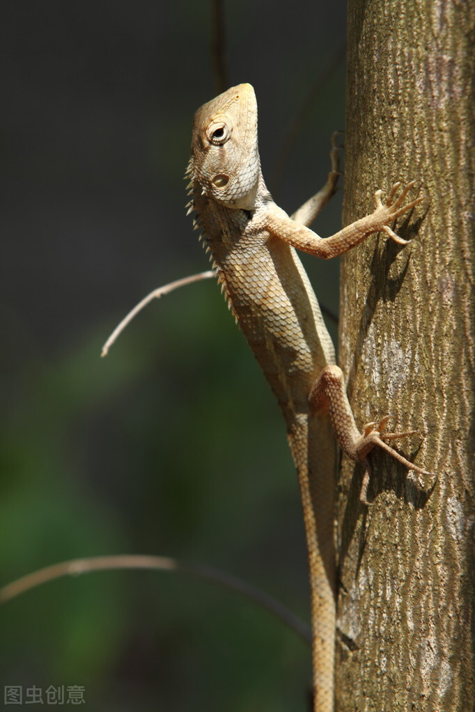 蜥蜴为什么会断尾,断尾后还能再生吗 _极限路亚