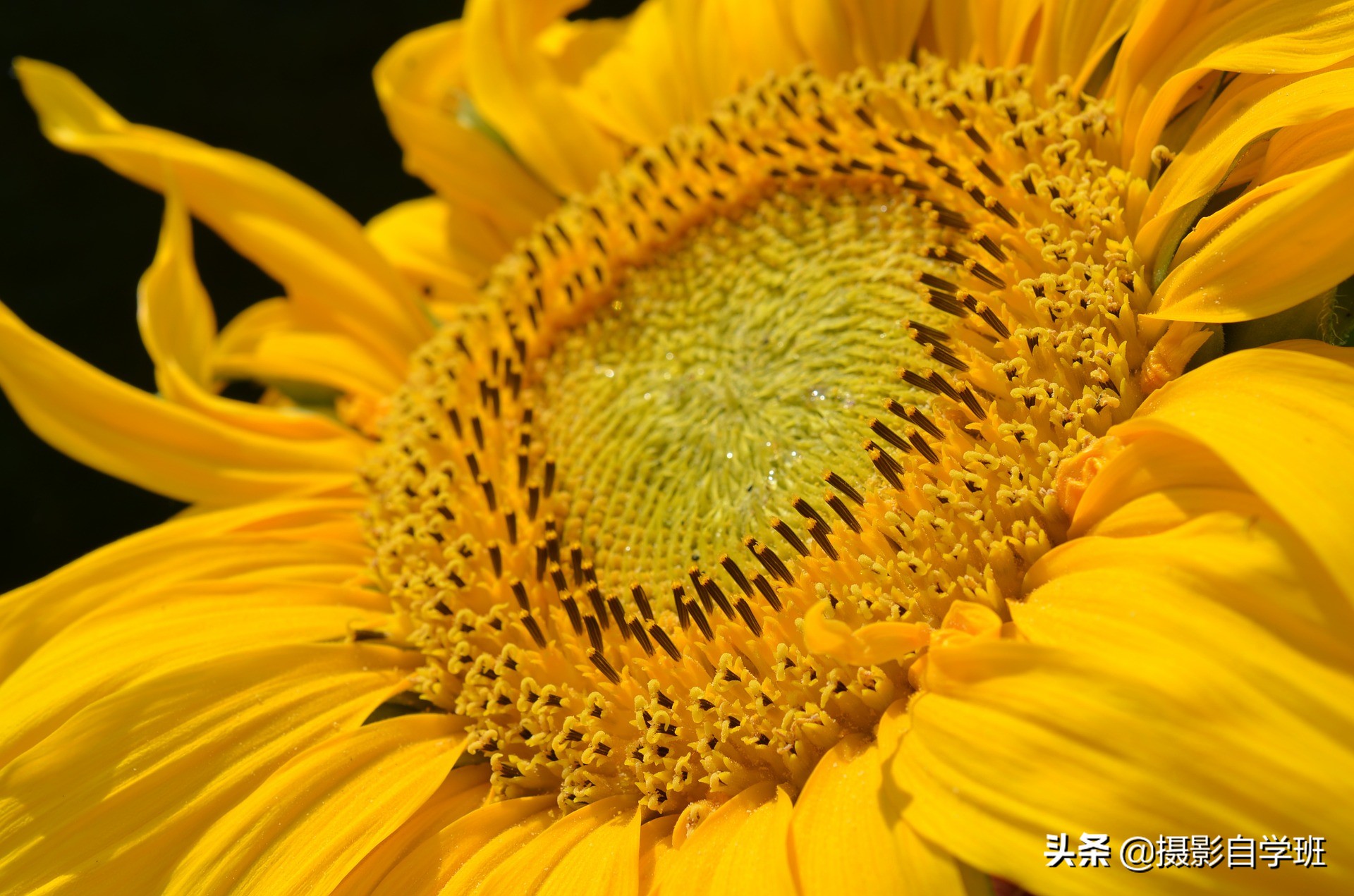 向日葵时,有那么多向日葵供我们选择,何必为难自己,选那些不好看的,长