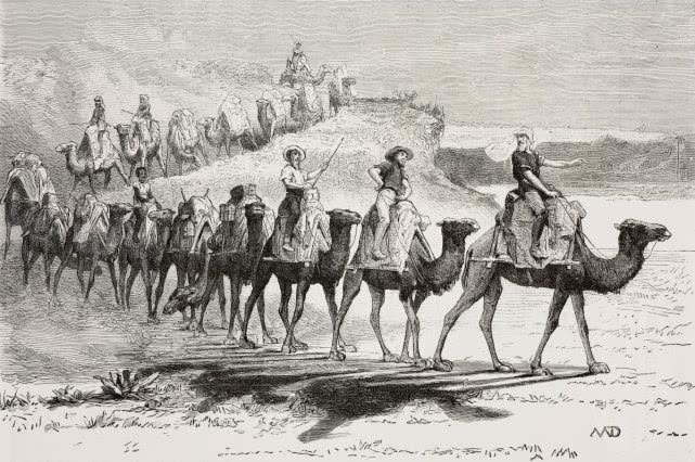澳大利亚的骆驼，如何从珍贵资源变成野生“害虫”？