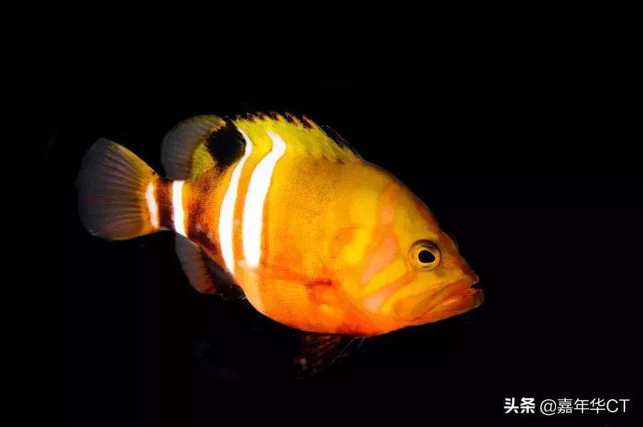 世界上最昂贵的10种观赏鱼