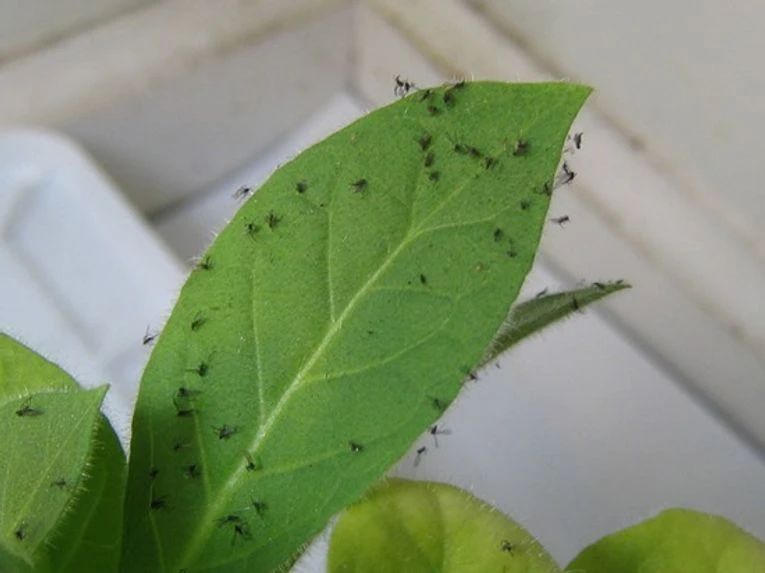 室内花盆里的小飞虫怎样除掉（用3个笨方法消灭小飞虫）