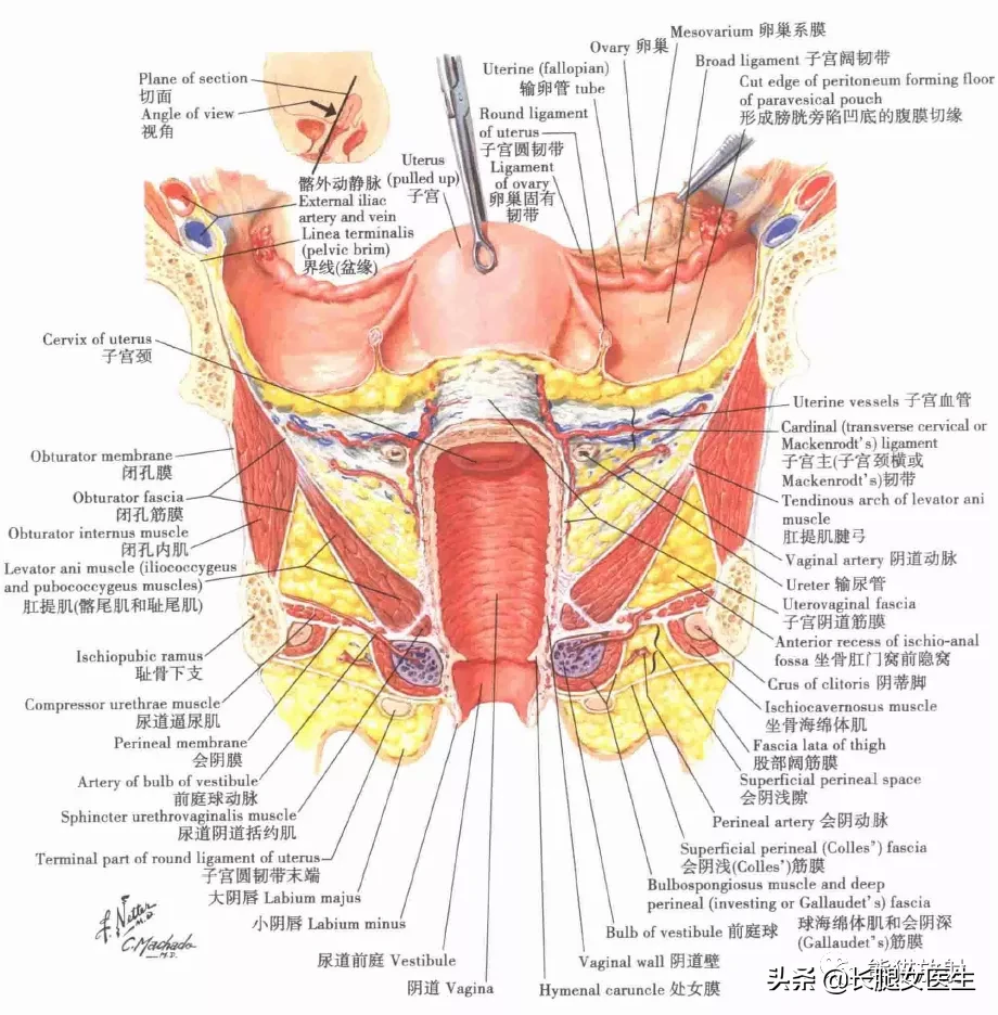 女性生殖系统解剖图