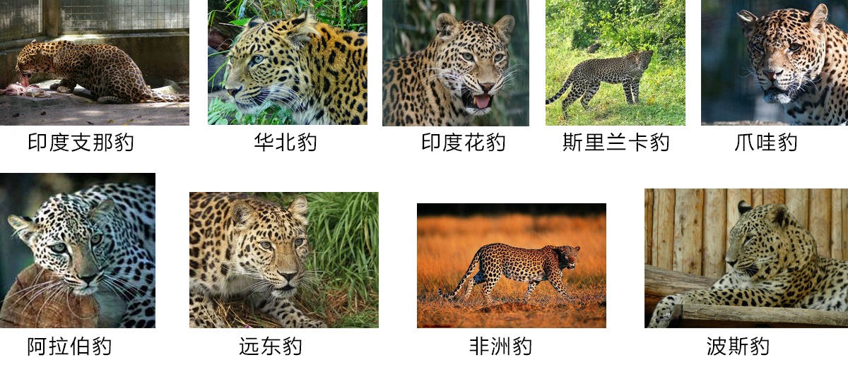如何区分花豹、猎豹与美洲豹？这三种猫科动物有何不同？
