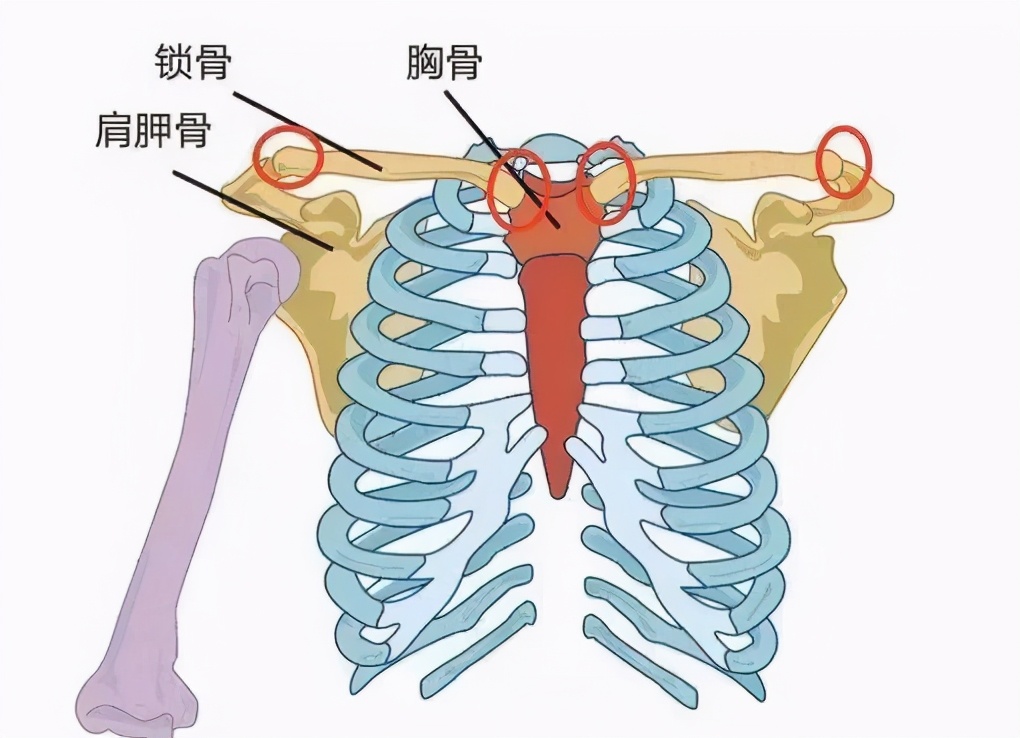 左侧锁骨疼的位置图图片