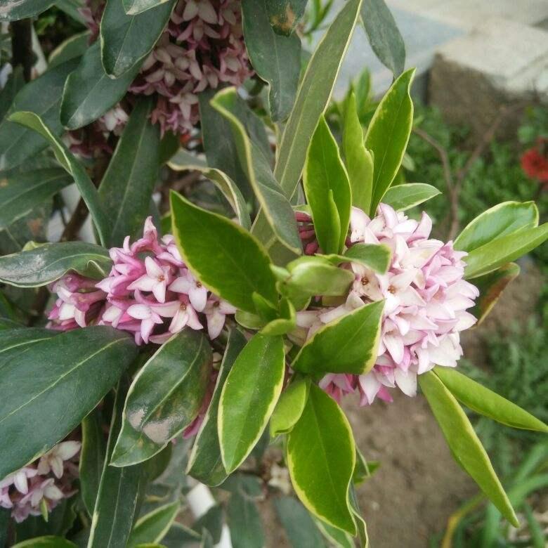 6种花是“活香水”,摆在家里非常好看,满屋子飘香