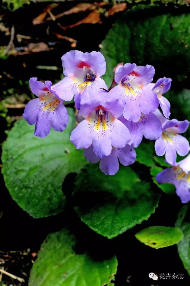 中国野花观花地点推荐