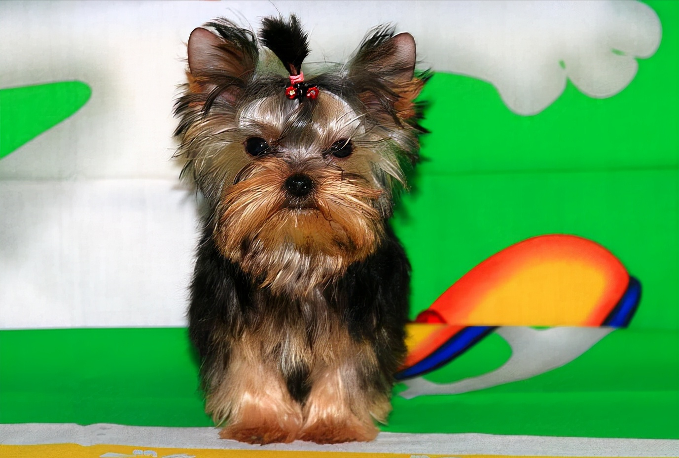 摩登年轻人适合养什么狗?首选约克夏,回头率100%