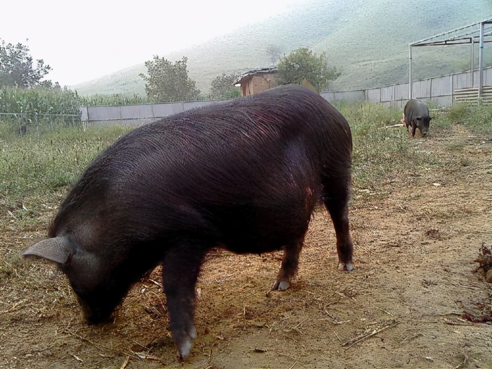藏香猪养殖,藏香猪养殖前景和利润