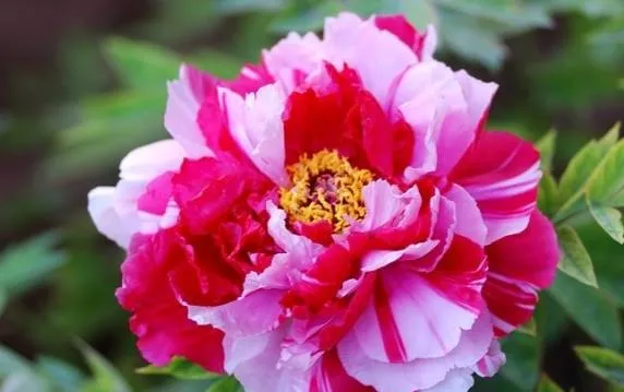 100种名贵牡丹鉴赏 绘画好素材（报花名）
