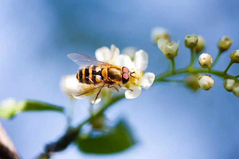 伤敌一千，自损八百，为什么蜜蜂蜇人后会死？