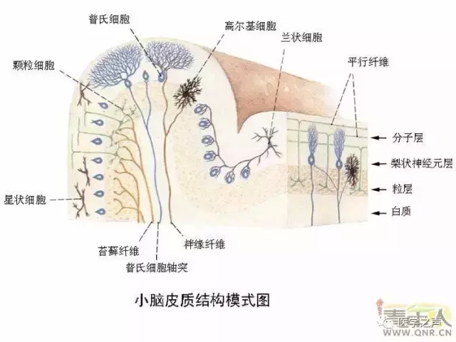 神经元结构示意图（神经元结构示意图手绘）-第7张图片-科灵网