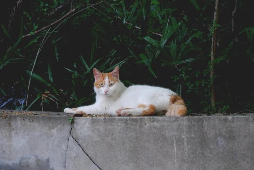 高清大图惊艳来袭！江苏这些“校花”神仙颜值，你Pick哪一个