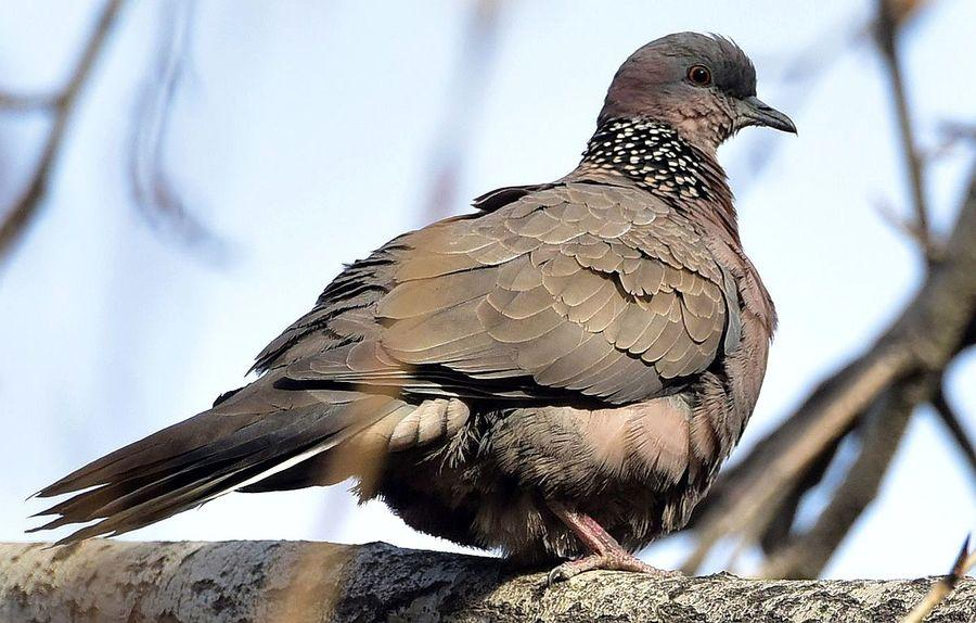 斑鸠的习性介绍(斑鸠随便搭几根树枝就准备下蛋了)