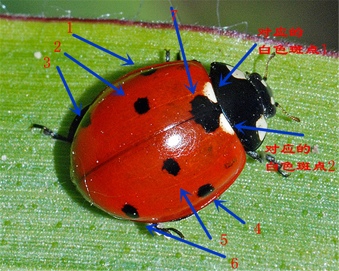 七星瓢虫吃什么 七星瓢虫吃不吃青菜-百科叔叔