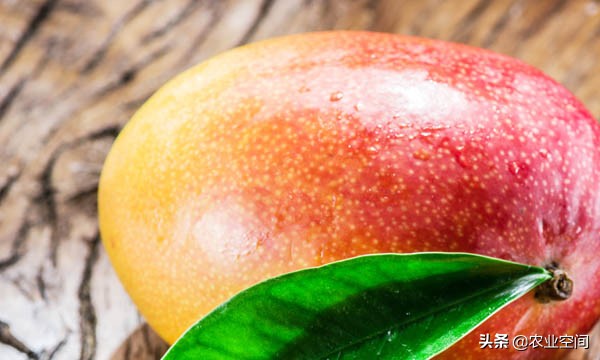 芒果-芒果的储存保鲜方法（芒果贮存方法）