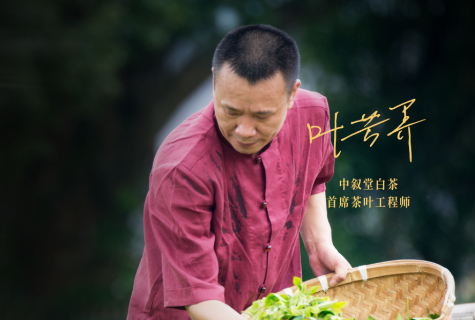 中叙堂白茶首席茶叶工程师——叶芳养，谈白茶创业路