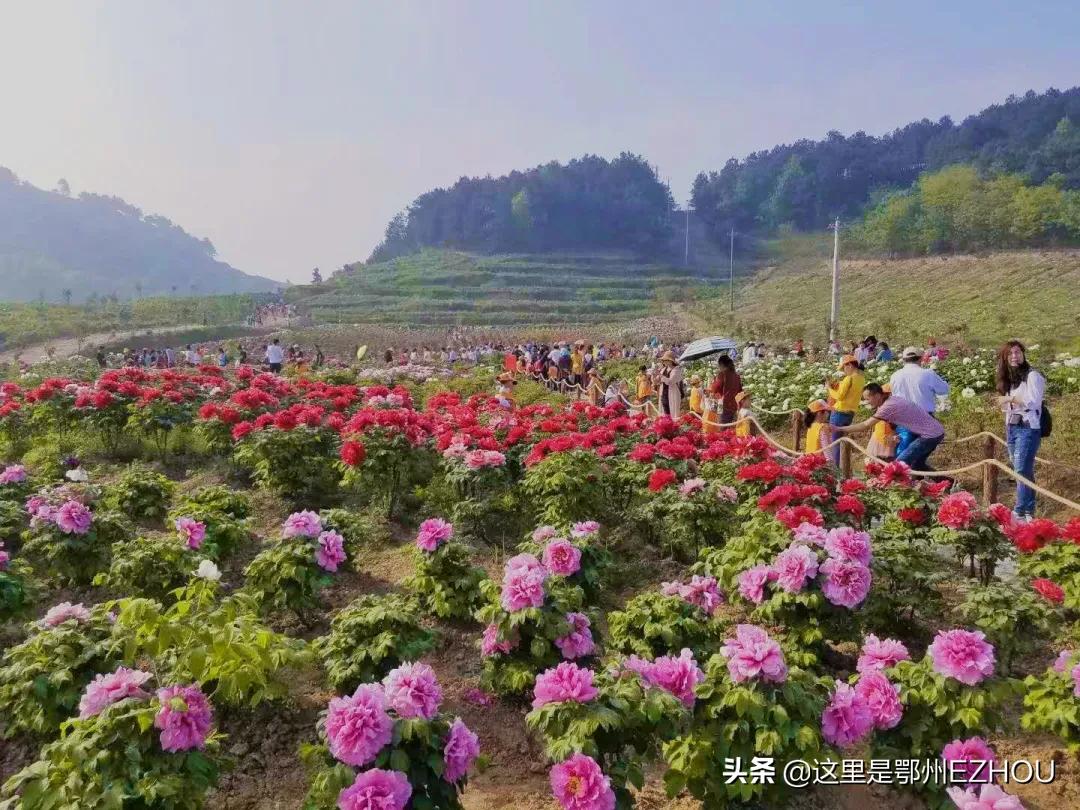 梁子湖高尔夫俱乐部(近百万人游鄂州，哪里人气最高？)