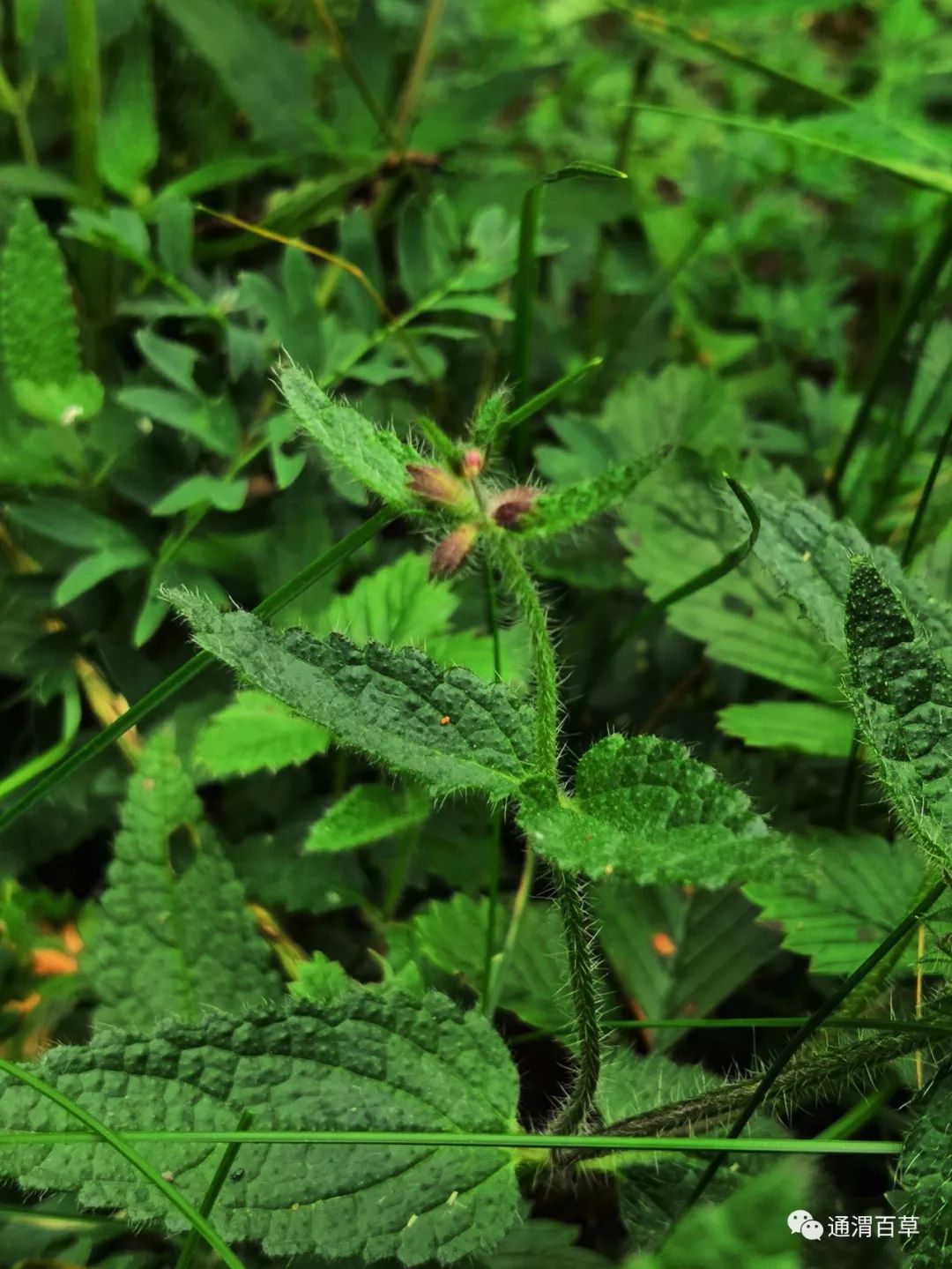 通渭百草-甘露子