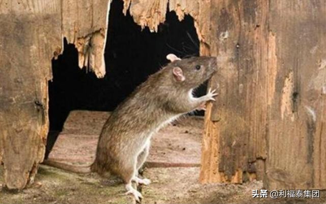 最有效的驱鼠方法，老鼠危害表现在哪些方面？