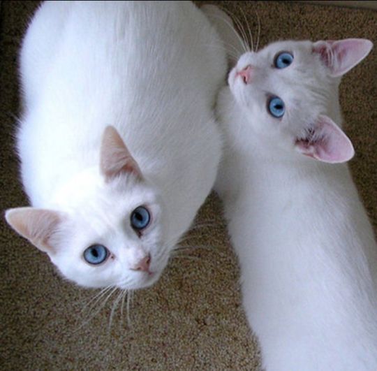 蓝猫配白色的田园猫图片
