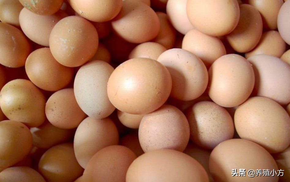 今日单县的鸡蛋价格，郑州鸡蛋价格 今日价