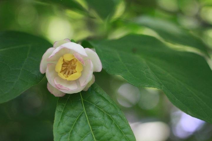 植物园属于哪个区(@广大市民游客，五一杭州植物园最全赏花攻略送上)