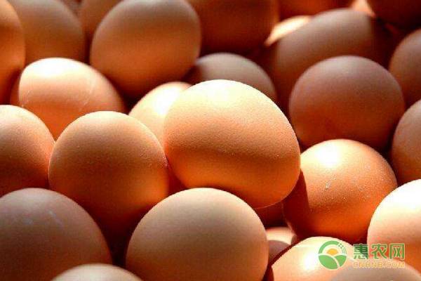 今日鸡蛋批发价多少钱一斤？2019鸡蛋全国鸡蛋价格行情分析
