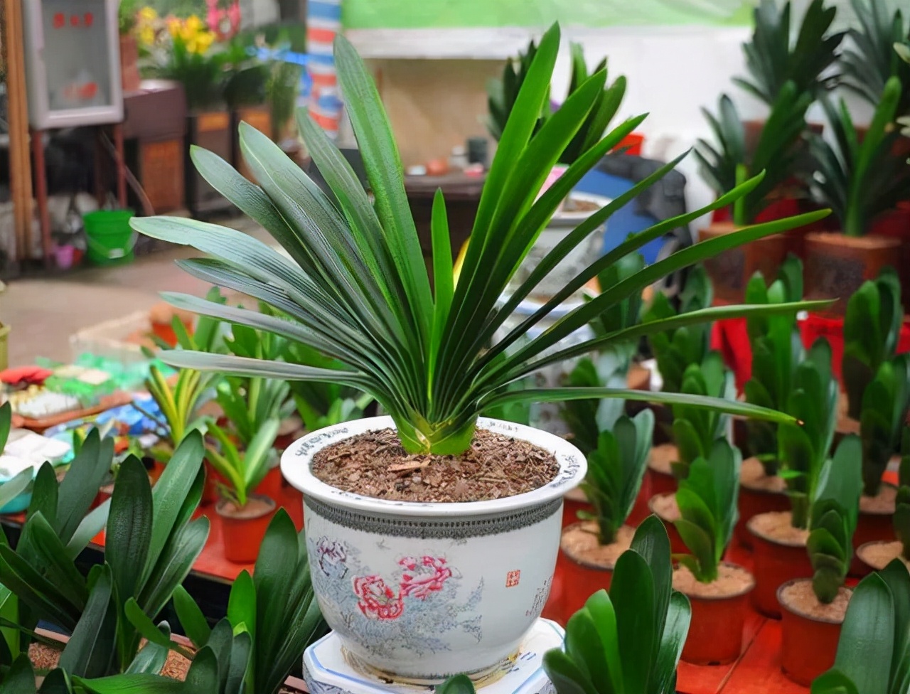 公认的"八种旺财花",适合养在家里,不仅寓意好,还很养人