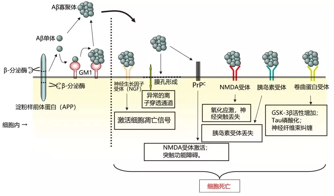 「直观明了」用图解释阿尔兹海默病的发病机制