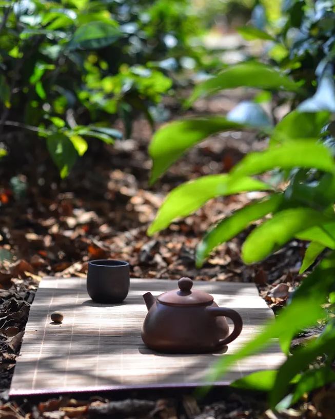 「诗词鉴赏」夏日静听蝉鸣，感悟人生况味