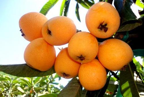 枇杷泡蜂蜜要去核吗(枇杷加蜂蜜能放多久)