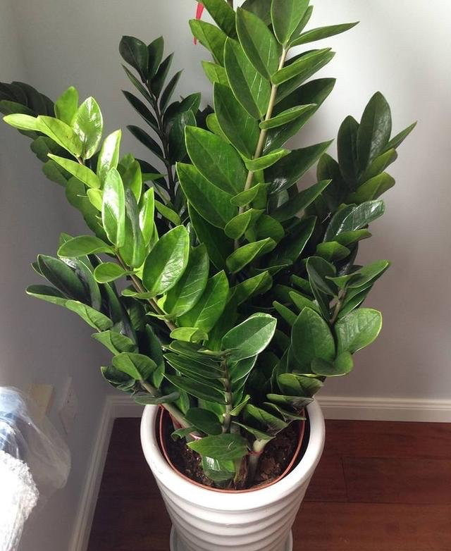 金钱树的养殖方法和注意事项 养金钱树三大忌-双佳迪