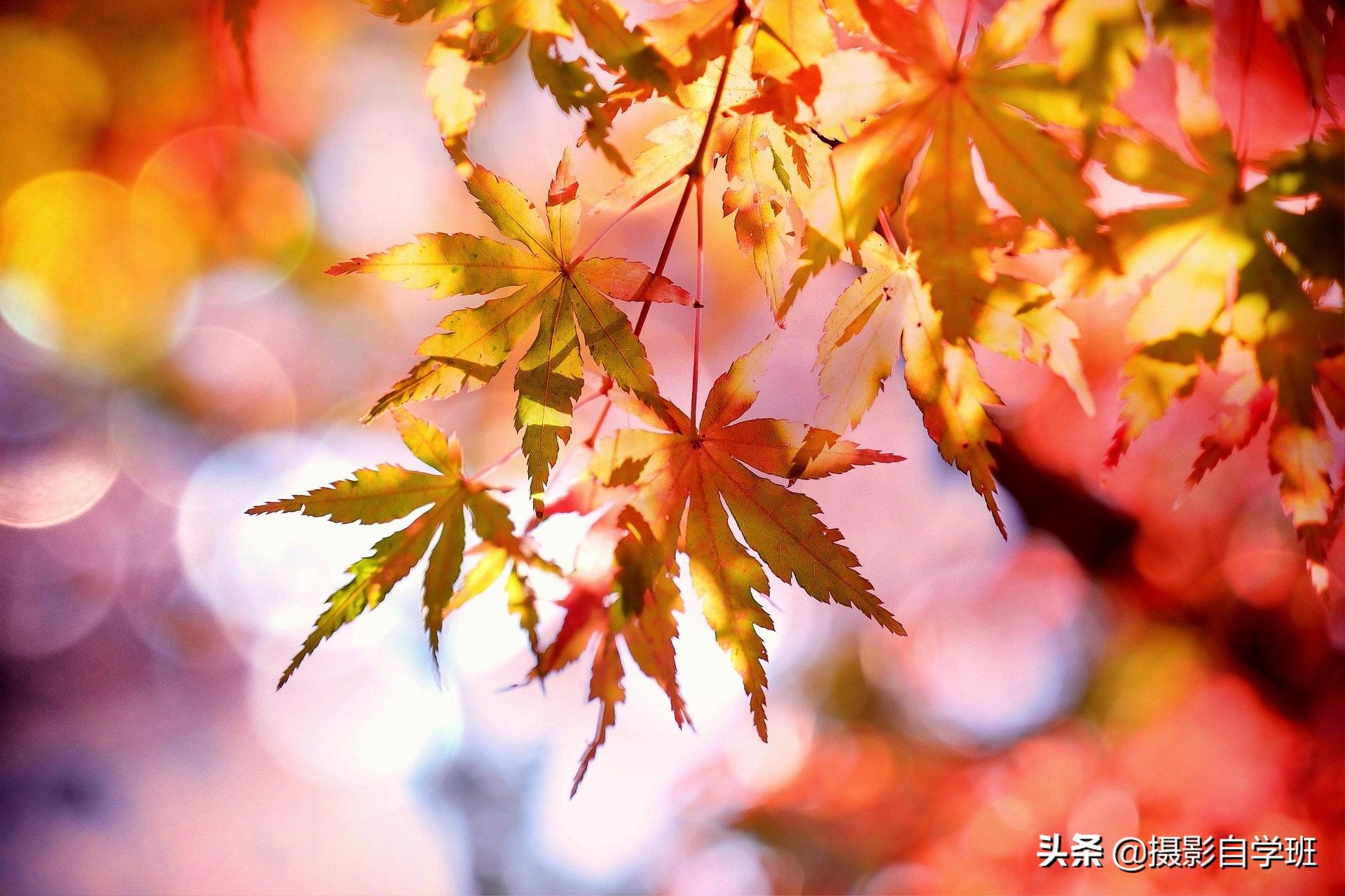 随处可见的树叶，可拍得这么好看，这些秋叶摄影技巧你会吗