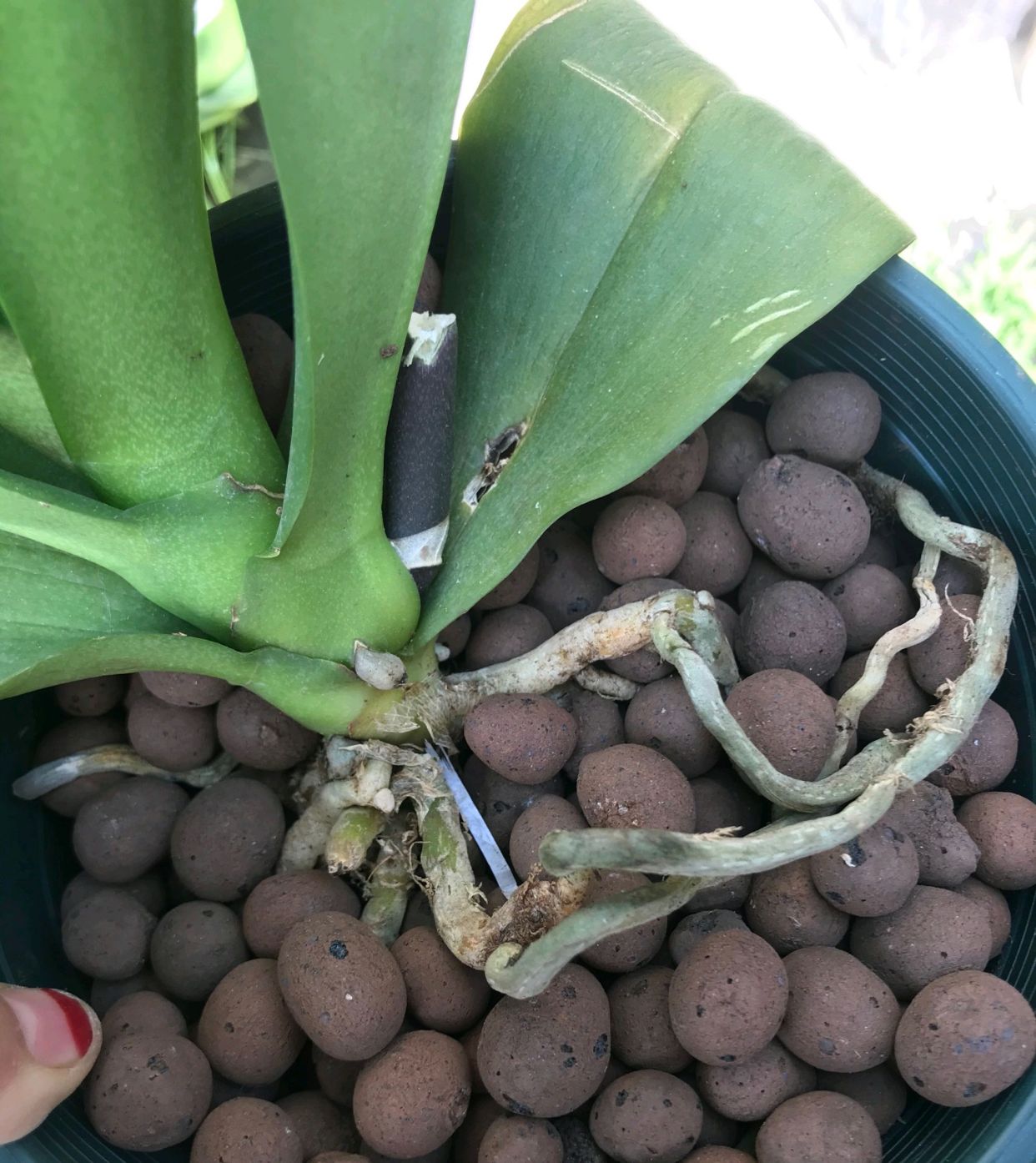 兰花用陶粒怎么养比较好图文