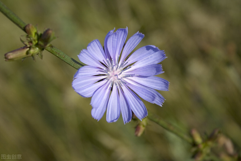 不再打扰，你也是我心之依念，不能相见，你也是我情之所归，想你