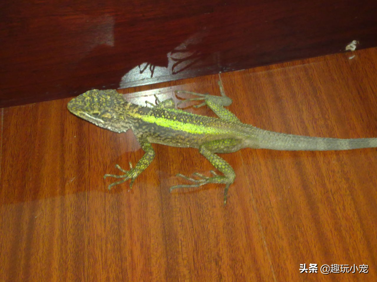 蜥蜴好养吗？宠物蜥蜴怎么养？小编教您如何选择与喂养宠物蜥蜴