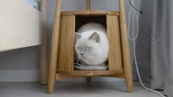 费时+费力+费钱=2人2猫的梦想屋，125平40万落地