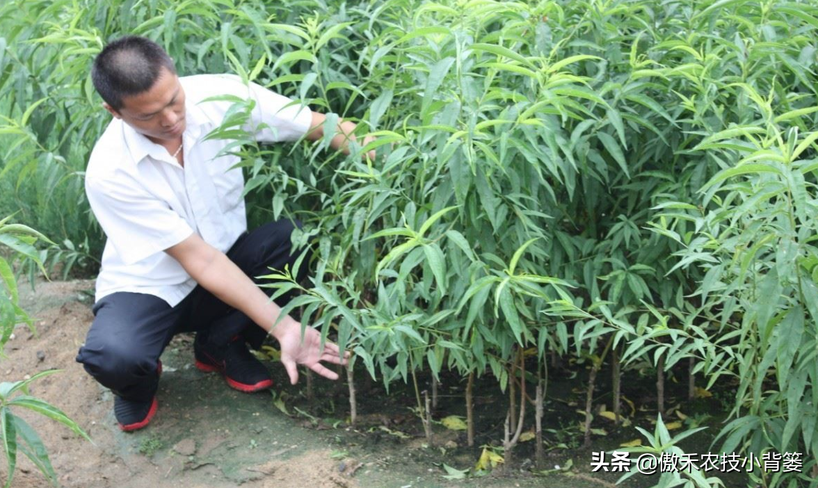 桃树嫁接时间和(he)方法（桃树嫁接时间(jian)和方法温度）-第7张(zhang)图片-大连信息网