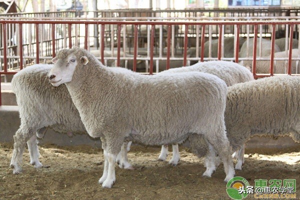 羊肉多少钱一斤？2018年12月份全国各地羊肉价格汇总