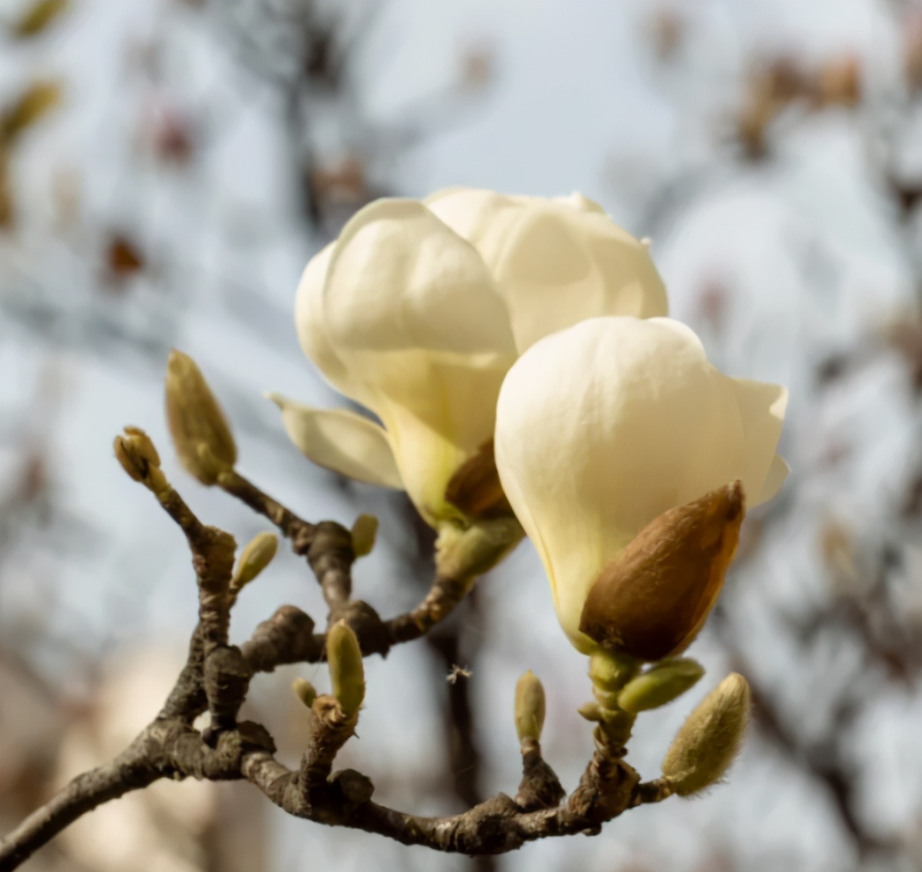 神仙颜值！惊艳众人！陕西高校“最美校花”高清大图曝光
