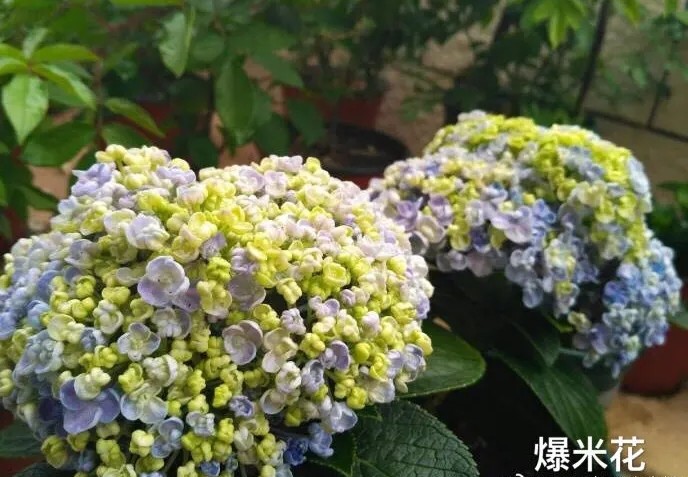 绣球花品种（看完就知道如何选择适合的绣球花）