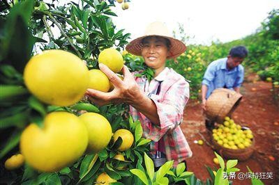 海南省十大特产 海南有哪些土特产 海南著名特产排行榜