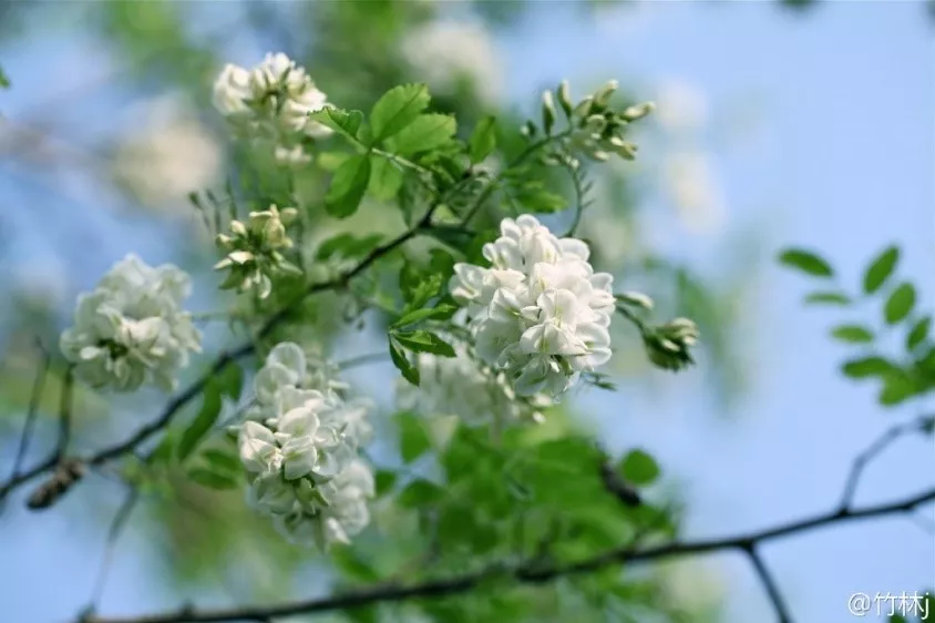 北京这个学校很“火”！坐拥3大花园、果园、动物园，集美貌与知识于一体！