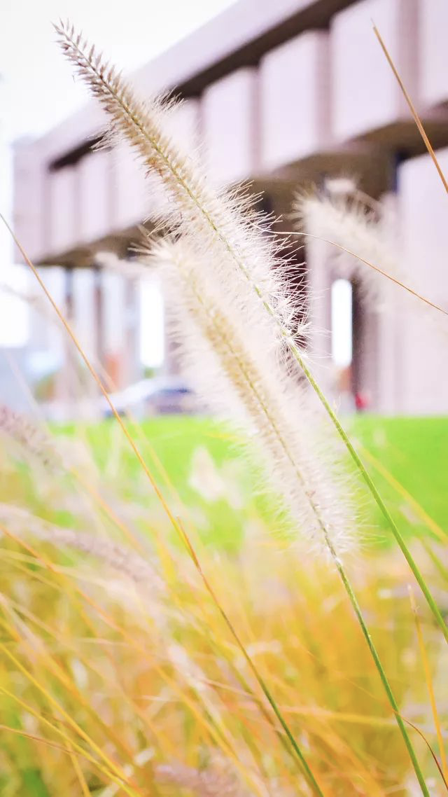 你的理想大学，终于被做成了手机壁纸