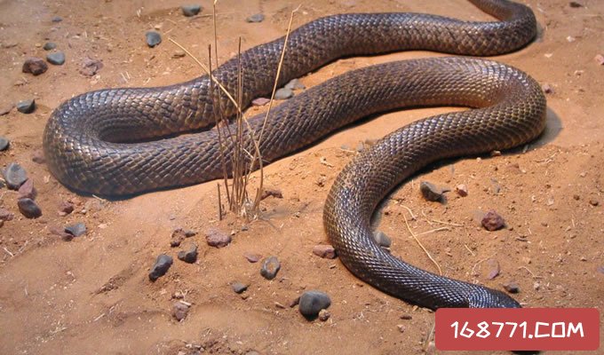 世界上最毒的蛇第一名图片