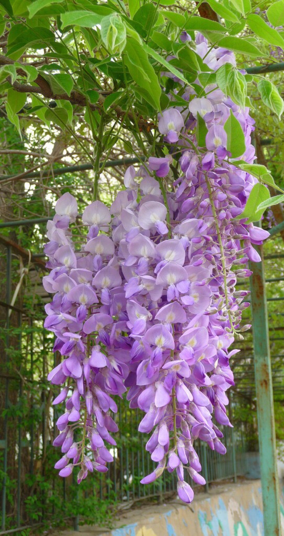 洋槐花有毒嗎,洋槐花有毒嗎能吃嗎